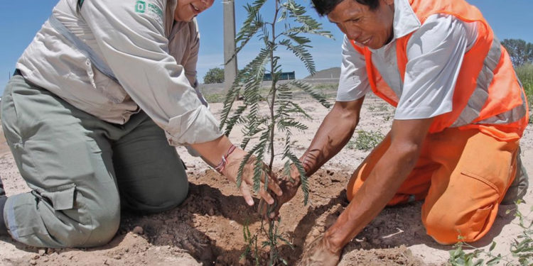 Cincuenta mil plantines repondrán el paisaje de la ruta Transchaco