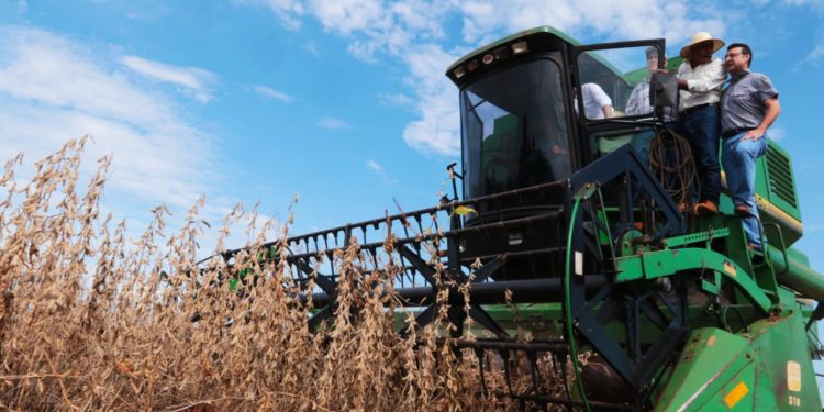 Mitos de la soja: Las ventajas y factores negativos que genera al sector productivo