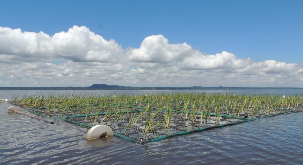 Evalúan uso de islas flotantes vegetadas para recuperación de lago Evalúan uso de islas flotantes vegetadas para recuperación de lago