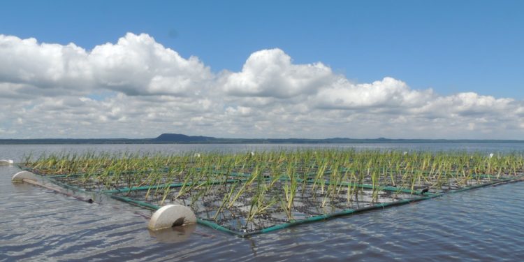 Evalúan uso de islas flotantes vegetadas para recuperación de lago