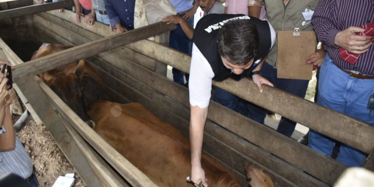 Senacsa iniciará vacunación contra la brucelosis bovina y fiebre aftosa el próximo 18 de enero
