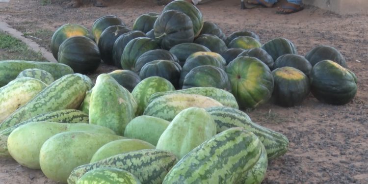 Productores indígenas intentan comercializar sus sandías en Filadelfia