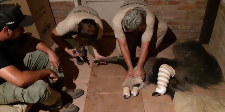 Profesionales lograron salvar la vida de un Yurumí atropellado en el Chaco