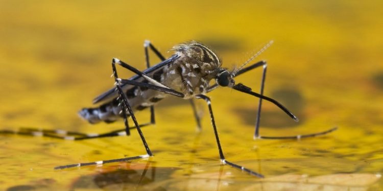 Doce años sin fiebre amarilla, pero la amenaza sigue latente Doce años sin fiebre amarilla, pero la amenaza sigue latente