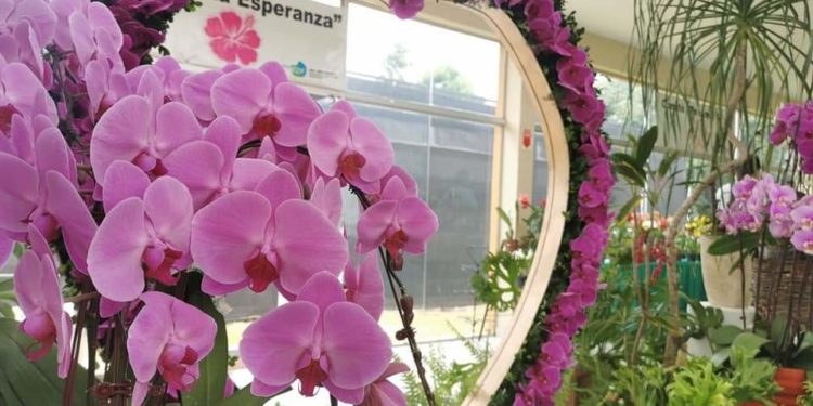 Por el Día de los Enamorados, MAG habilita Expo Feria de Orquídeas en San Lorenzo