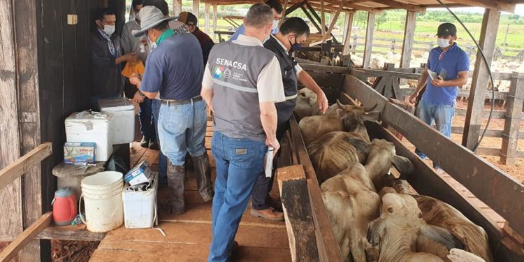 Senacsa prosigue con vacunación contra la brucelosis bovina y la fiebre aftosa