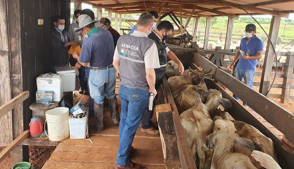 Senacsa prosigue con vacunación contra la brucelosis bovina y la fiebre aftosa