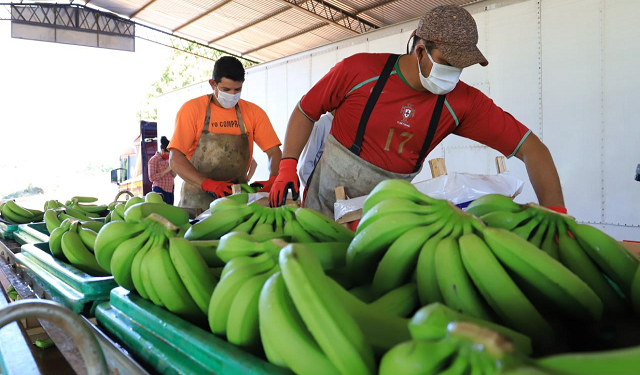 Productores de Cordillera exportan por primera vez banana nacional a Argentina
