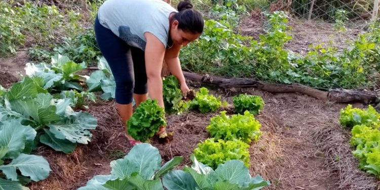 Afirman que huertas de autoconsumo están en su máximo esplendor Afirman que huertas de autoconsumo están en su máximo esplendor