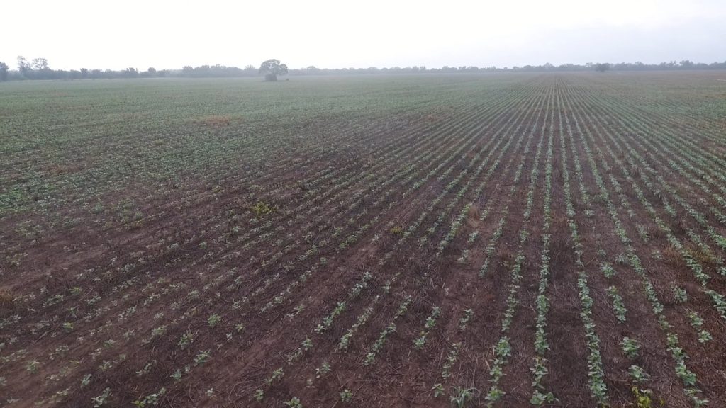 Cooperativas del Chaco desean potenciar la investigación y el desarrollo agropecuario