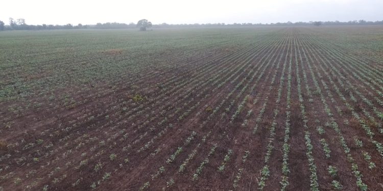 Cooperativas del Chaco desean potenciar la investigación y el desarrollo agropecuario