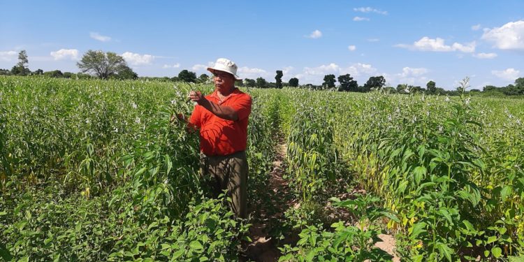 Técnicos del MAG asisten a productores del Chaco y Central