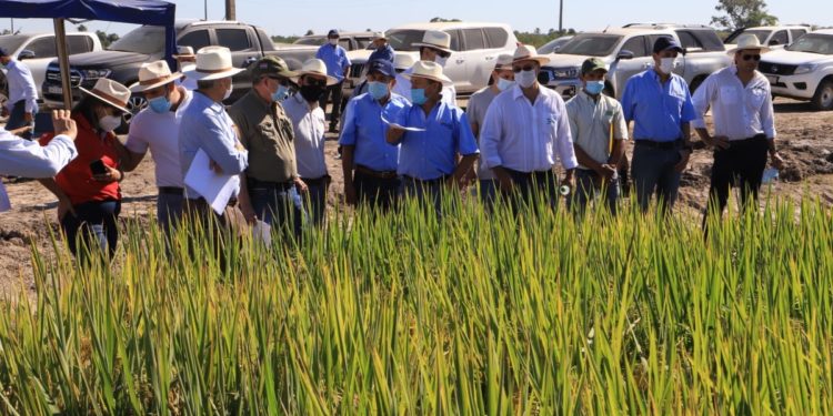 Buena producción de arroz en el Chaco