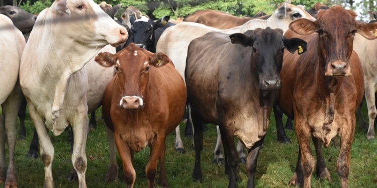 Cosanzo 17 logró inmunizar 2.812.000 cabezas de animales con una merma del 8% Cosanzo 17 logró inmunizar 2.812.000 cabezas de animales con una merma del 8%