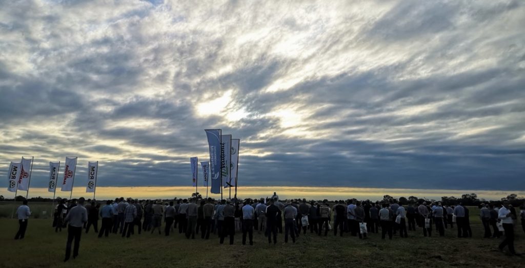 Realizan jornada de campo verificando variedades de pasturas en el Chaco Central Realizan jornada de campo verificando variedades de pasturas en el Chaco Central