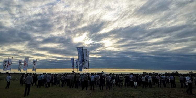 Realizan jornada de campo verificando variedades de pasturas en el Chaco Central