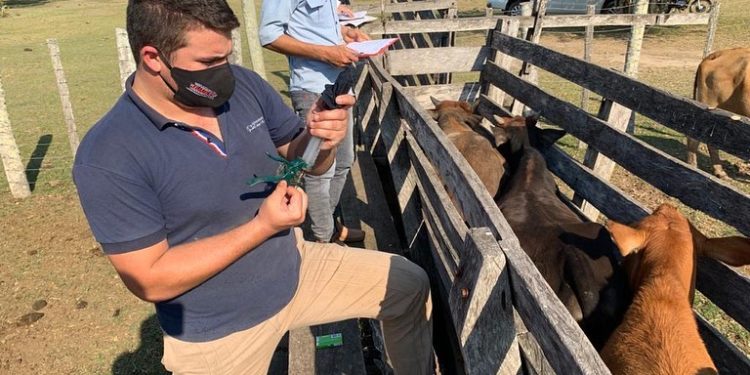 Senacsa logró inmunizar a 13.870.000 cabezas de ganado en primer periodo de vacunación antiaftosa