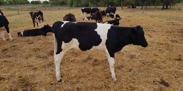 Desafíos de la cría y recría de los reemplazos en hatos lecheros de alta producción Desafíos de la cría y recría de los reemplazos en hatos lecheros de alta producción