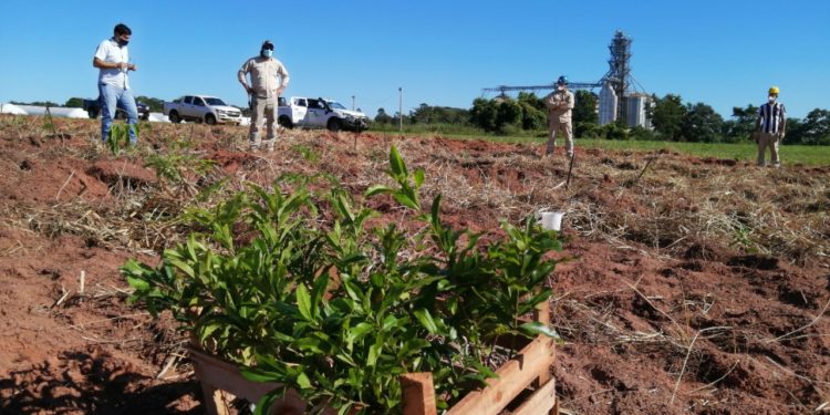 Buscan conservación de 1.680 árboles plantados en Canindeyú