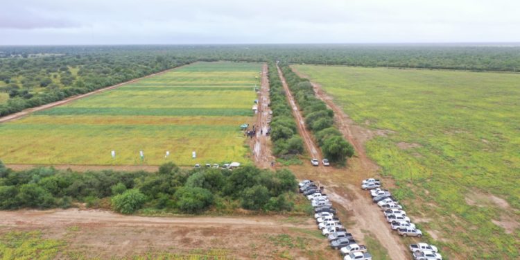 Ensayos de variedades de soja demuestran buenos resultados en suelo del Chaco Central Ensayos de variedades de soja demuestran buenos resultados en suelo del Chaco Central