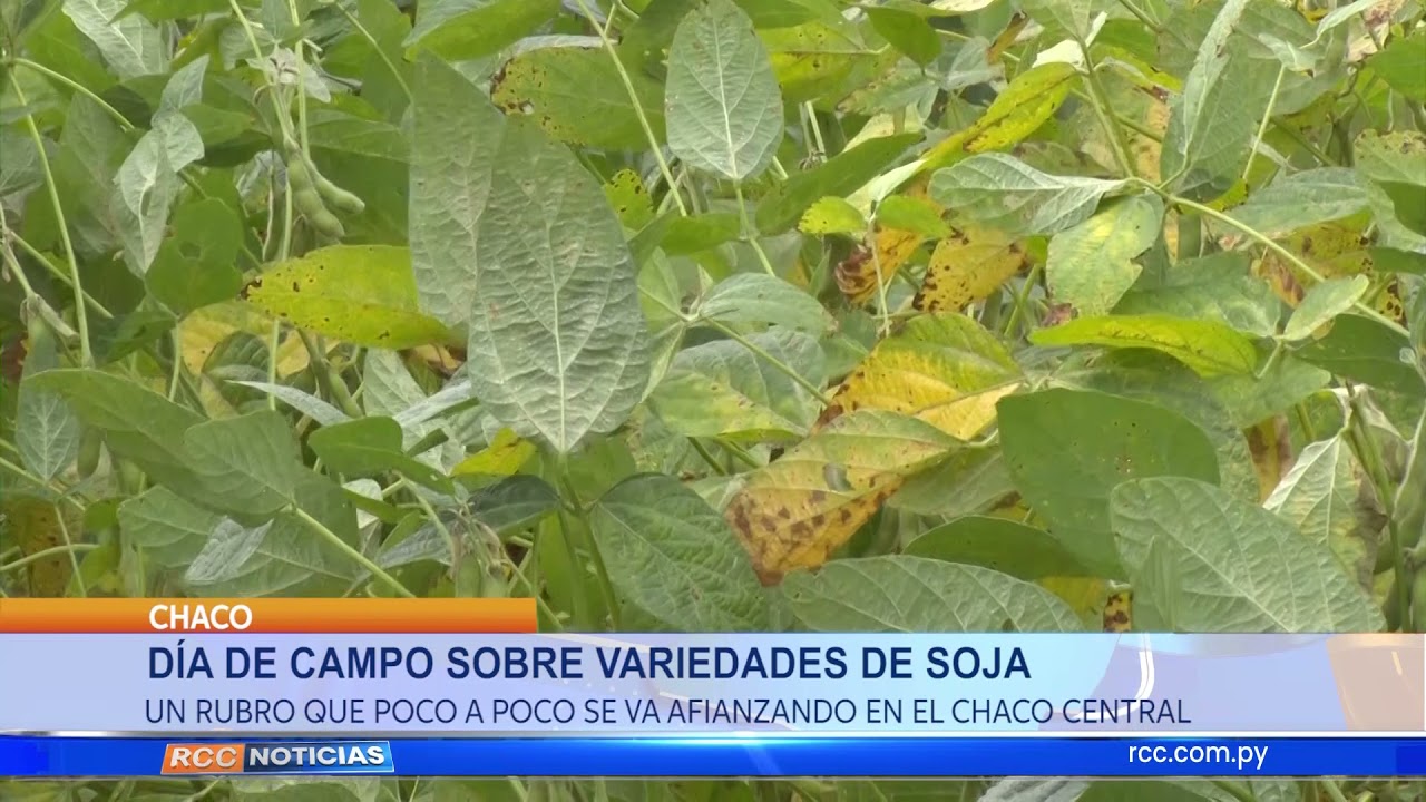 DÍA DE CAMPO SOBRE VARIEDADES DE SOJAUN RUBRO QUE POCO A POCO SE VA AFIANZANDO EN EL CHACO CENTRAL