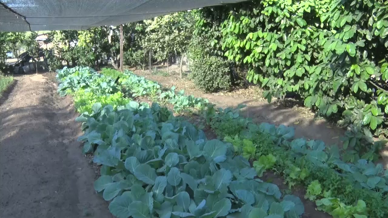 IMPORTANCIA DE HUERTAS FAMILIARESUN MEDIO DE VIDA SOSTENIBLE PARA LA POBLACIÓN MÁS VULNERABLE