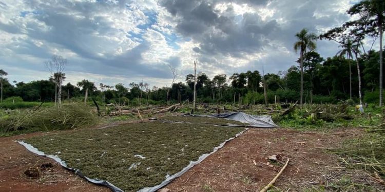 Ciudad del Este: Destruyen plantación de marihuana e incineran más de 3.500 kilos de droga