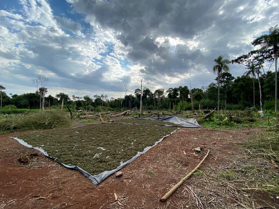 Ciudad del Este: Destruyen plantación de marihuana e incineran más de 3.500 kilos de droga