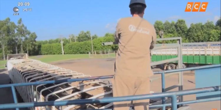 ¿Las cooperativas compran ganado solamente de sus asociados? ¿Las cooperativas compran ganado solamente de sus asociados?