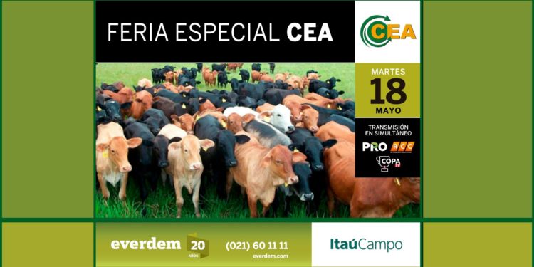 RCC transmitirá la feria especial de remate CEA de Everdem