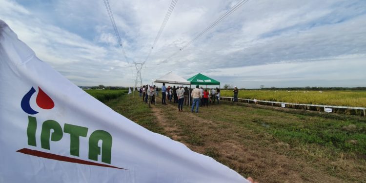 El Instituto Paraguayo de Tecnología Agraria conmemorara su aniversario N° 11