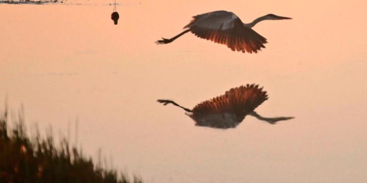 Monitoreo de fauna acompaña el constante avance de obras de la Transchaco