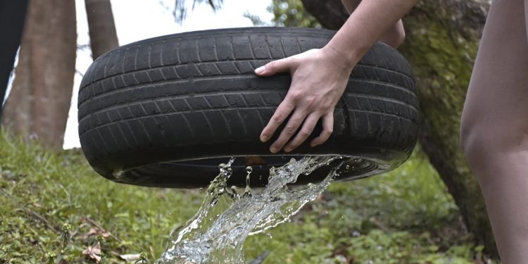 Boquerón: Alto índice de infestación larvaria