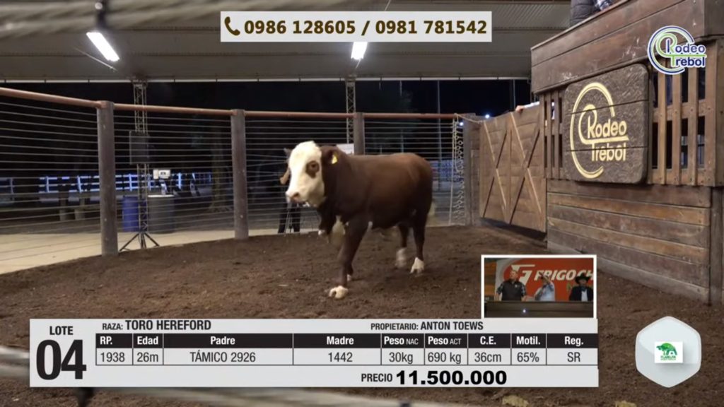 Preparan segunda feria de reproductores multirrazas en el recinto de Rodeo Trebol Preparan segunda feria de reproductores multirrazas en el recinto de Rodeo Trebol