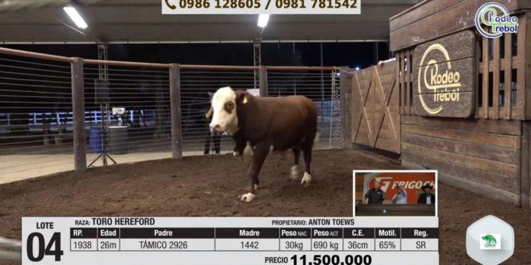 Preparan segunda feria de reproductores multirrazas en el recinto de Rodeo Trebol Preparan segunda feria de reproductores multirrazas en el recinto de Rodeo Trebol
