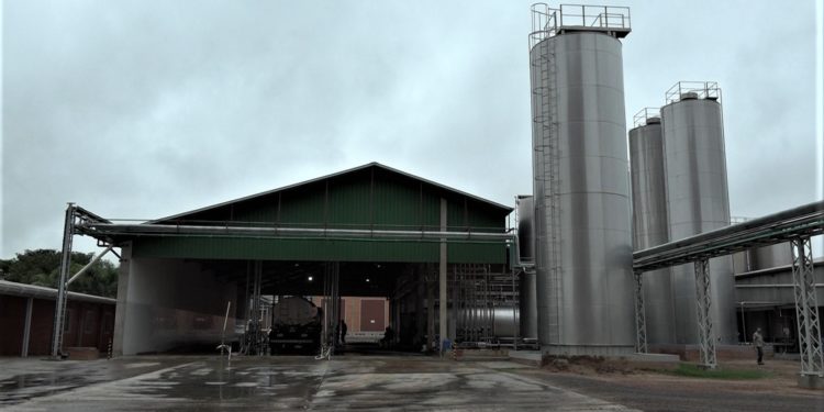 Día Mundial de la leche: en el Chaco Central acopian 15 millones de litros por mes Día Mundial de la leche: en el Chaco Central acopian 15 millones de litros por mes