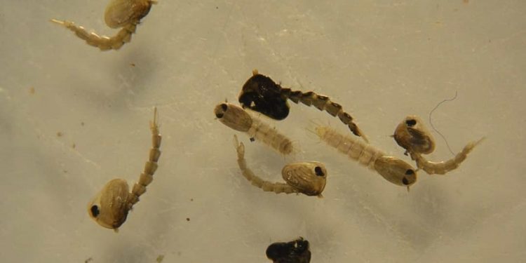 El mosquito se encuentra en criaderos de casas habitadas