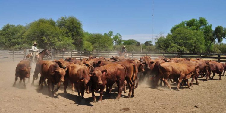 Preparan seminario sobre producción de carne de calidad en ambientes semiáridos
