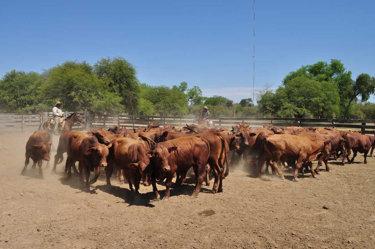 Preparan seminario sobre producción de carne de calidad en ambientes semiáridos