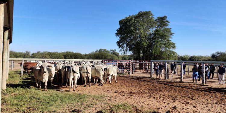 Exitosa jornada de campo denominado «Día de la Ganadería Chaqueña» Exitosa jornada de campo denominado «Día de la Ganadería Chaqueña»