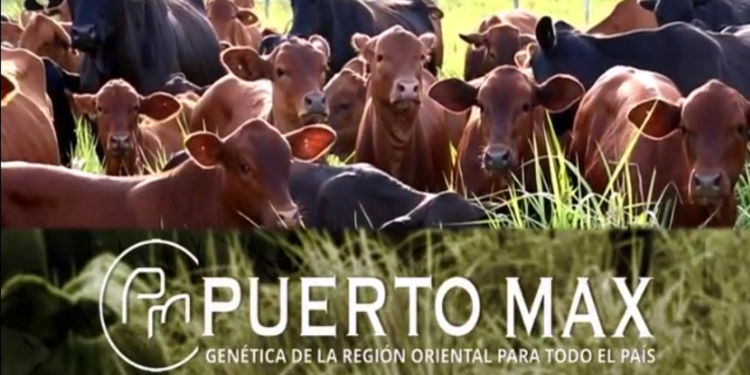Puerto Max invita a feria especial con 3.000 terneras Brahman y Brangus Puerto Max invita a feria especial con 3.000 terneras Brahman y Brangus