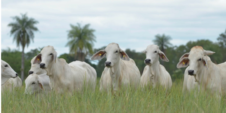 Everdem y Sola Marca preparan dos ferias con 5.000 hembras tipo Brahman y Brangus Everdem y Sola Marca preparan dos ferias con 5.000 hembras tipo Brahman y Brangus