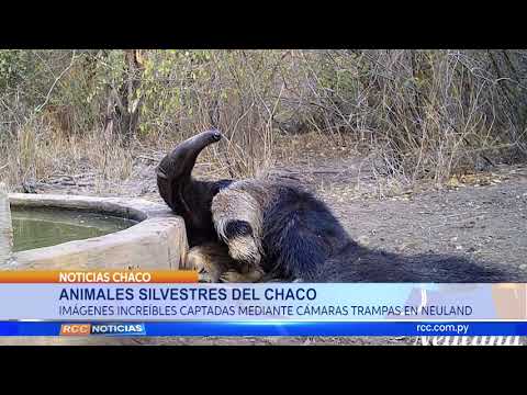Animales silvestres del Chaco