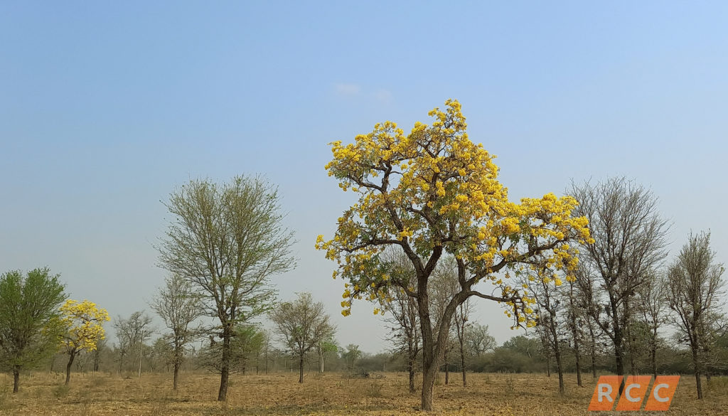 Paratodo, un árbol que adorna el paisaje chaqueño