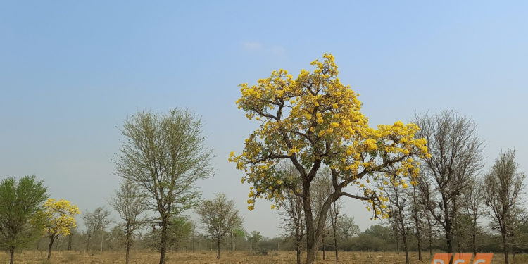 Paratodo, un árbol que adorna el paisaje chaqueño