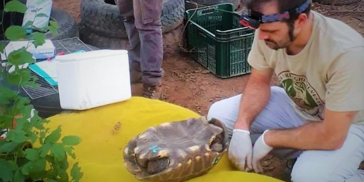 Por primera vez enviarán tortugas del Chaco a Argentina para proyecto de reintroducción