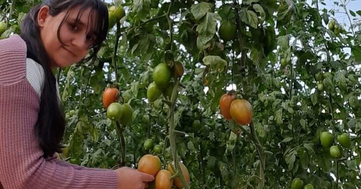 Emprendedora genera ingresos económicos por medio del cultivo de tomates