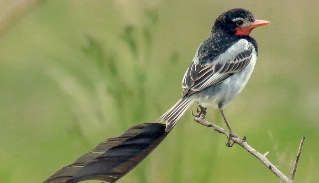 Avistan ave en peligro de extinción en el área de influencia de la Transchaco Avistan ave en peligro de extinción en el área de influencia de la Transchaco