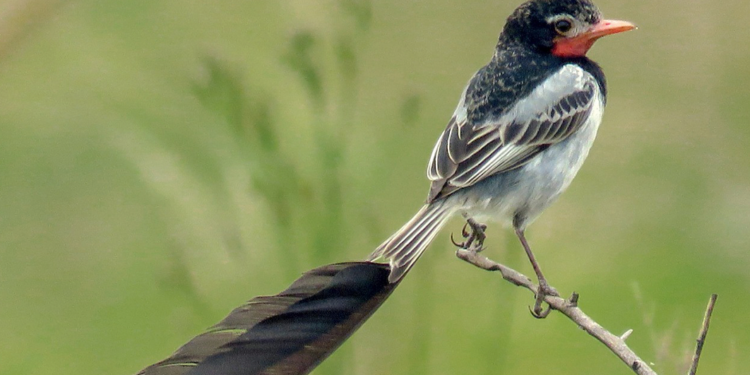 Avistan ave en peligro de extinción en el área de influencia de la Transchaco Avistan ave en peligro de extinción en el área de influencia de la Transchaco
