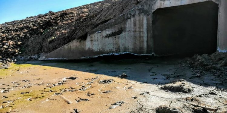 Ruta Transchaco tendrá 39 pasos de fauna para preservar la vida silvestre Ruta Transchaco tendrá 39 pasos de fauna para preservar la vida silvestre